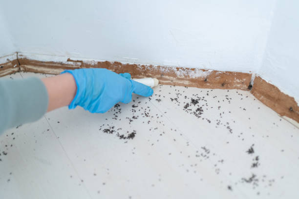 Reliable Ridgetop, TN Pest Control Solutions